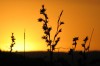 Abendsonne - Christopher  Seinsche