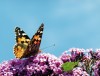 schmetterling - Helga Brunsmann