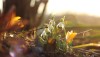 Fr�hlingsbl�mchen... - Anja Brunsmann