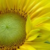 Sonnenblume - Helga Brunsmann