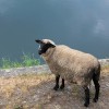 ein Schaf... - Helga Brunsmann