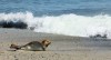 Seehund... - Helga Brunsmann Seehund... - Helga Brunsmann