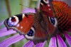 Schmetterling... - Judith Ziegenthaler