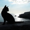 schwarze Katze - Helga Brunsmann schwarze Katze - Helga Brunsmann