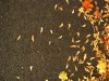 im Herbst - Anja Brunsmann im Herbst - Anja Brunsmann