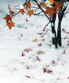 Schnee im Herbst - Helga Brunsmann