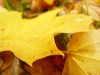 goldener Herbst - Anja Brunsmann
