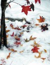 Schnee im Herbst - Helga Brunsmann