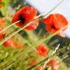 wilder Mohn - Anna Janzen