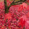 roter Herbst - Helga Brunsmann
