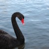 schwarzer Schwan - Helga Brunsmann schwarzer Schwan - Helga Brunsmann