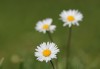 Gänseblümchen - Anja Brunsmann