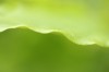 just green... - Anja Brunsmann just green... - Anja Brunsmann