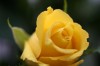 gelbe Rose - Stephanie Jegliczka