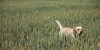 Hund unterwegs... - Anja Brunsmann