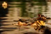 goldener Herbst... - Helga Brunsmann