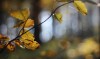 herbstlich... - Anja Brunsmann herbstlich... - Anja Brunsmann