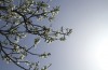 Frühlingsblüten - Stephanie Jegliczka