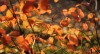leuchtender Herbst... - Anja Brunsmann
