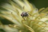 Fliege... - Anja Brunsmann Fliege... - Anja Brunsmann