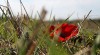 Blüte im Gras... - Anja Brunsmann Blüte im Gras... - Anja Brunsmann
