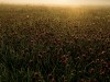 Blumenwiese... - Björn Meyer
