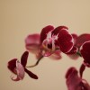 OrchideenblÃ¼ten - Anja Brunsmann