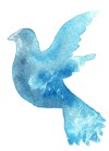 Taube Aquarell - Anja Brunsmann